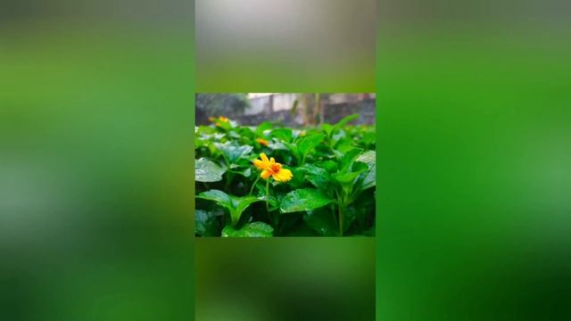New  Snapseed photo edited clip 2021 || New lightroom Editing Tricks