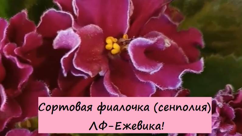 Сортовая фиалочка (сенполия) ЛФ-Ежевика! Для заказа пишите WhatsApp 89101614167