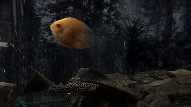 Аквариум санатория "Південний" смотреть онлайн