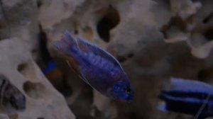 цихлидник октябрь декабрь