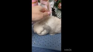 Декоративные карликовые вислоухие кролики Минилоп F2