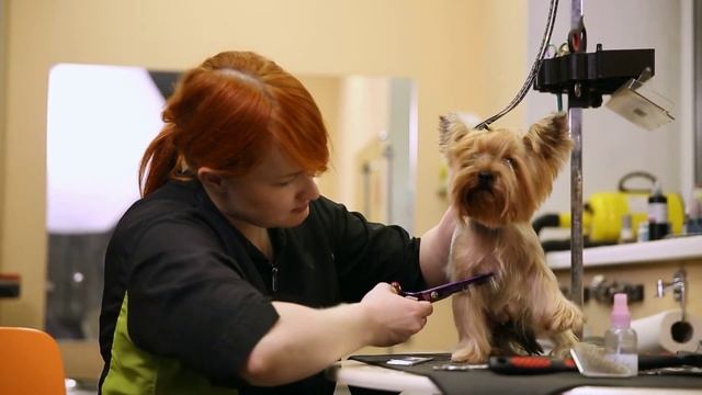 🐾 Надёжный зоосалон: как найти профессионалов?