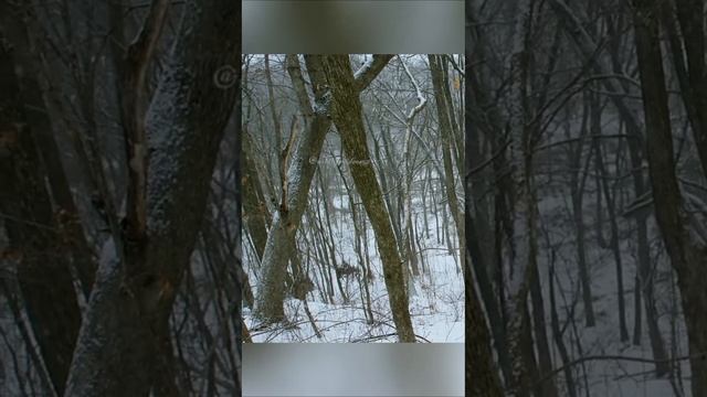 А вы знали у сов есть уха и способности которых вы не знали