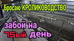 Забой кролика на 75ый ДЕНЬ. Бросаю КРОЛИКОВОДСТВО. Разбираю крольчатник.