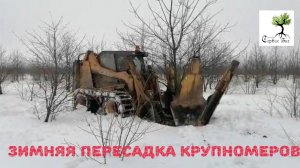 Зимняя пересадка крупномеров