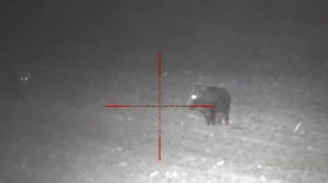 28. Pulsar Digisight Ultra N455 LRF wild boar hunting