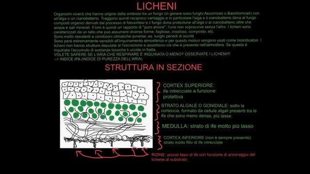 IL MERAVIGLIOSO MONDO DEI FUNGHI - MICOLOGIA - LEZIONE 2 - LICHENI - MICELIO - IFE смотреть онлайн