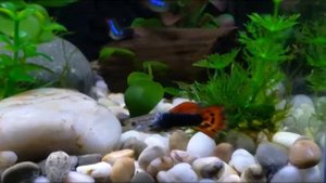 Аквариум Tetra "Silhouette LED Tank", 12 л