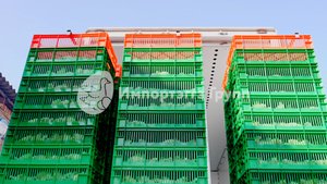 Процесс производства суточных цыплят. 
Мечетинская инкубаторная станция.