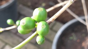 Различные и необычные семена