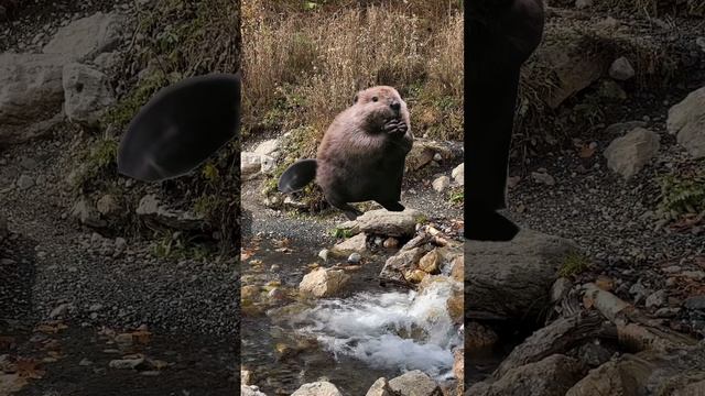 В походе с бобром!  Подпишись, новое видео каждый день!