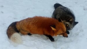 Лиса ухаживает за больным лисом
