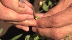 ЗЕРНО | Детям о сельском хозяйстве | Селекция