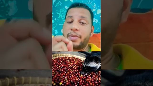 इस जानवर की पॉटी से बनती है दुनिया की सबसे महंगी और शानदार कॉफी| Coffee from cat poop | смотреть онлайн