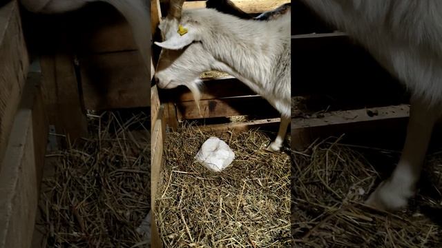 Соль как наркотик: 💊 для коз 🐐