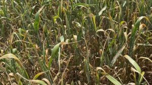 Мучнистая роса на озимой пшенице.