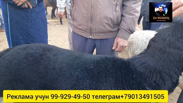 БУХОРО БИТОНКА МОЛ БОЗОР/КУЙ ЭЧКИ НАРХЛАР 12.11.2023@jondoruz5002
