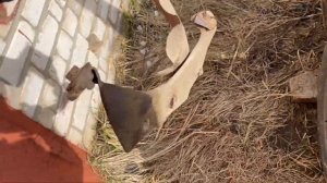 Прямоток вместо глушителя / труба вместо глушителя