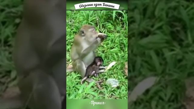"Бананы"- песенка о любимой еде обезьян. смотреть онлайн