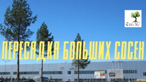 Пересадка 12 метровой крупномерной сосны.