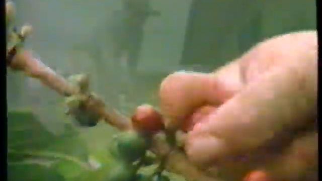1984 Juan Valdez Colombian Coffee "Hand Picked" TV Commercial смотреть онлайн