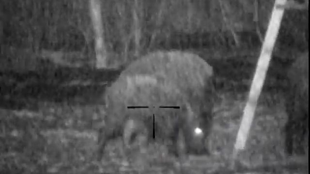 wild boar filmed with Pulsar Digisight 750N
