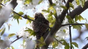 Вертишейка. Пение. Голос