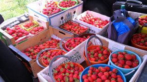 Ответы на вопросы по садово-огородным делам 9