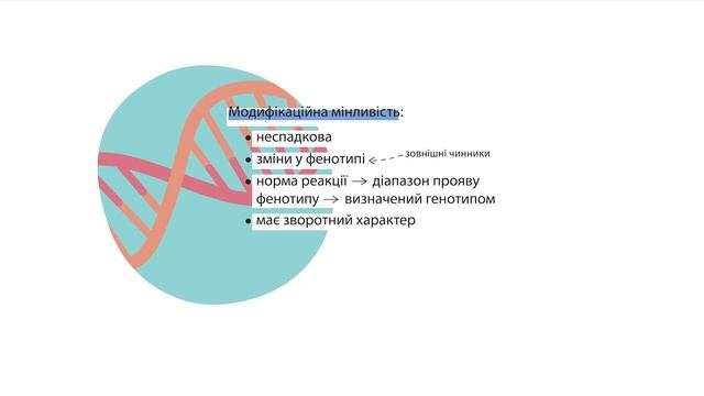 10 клас. Біологія і екологія. Закономірності мінливості людини