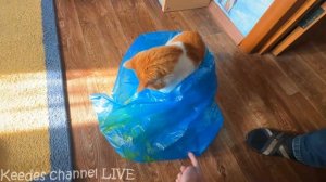 Странные коты: Рыжик и Печенька. Снова пришел кот-оборотень