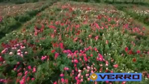 Сергей Рахманинов - Сад Эдема