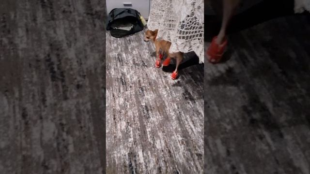 Хорошие сапоги