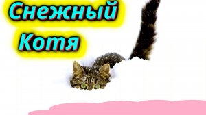 Кошки в снегу зимняя сказка