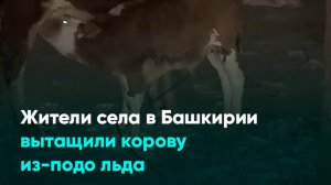 Жители села в Башкирии вытащили корову из-подо льда