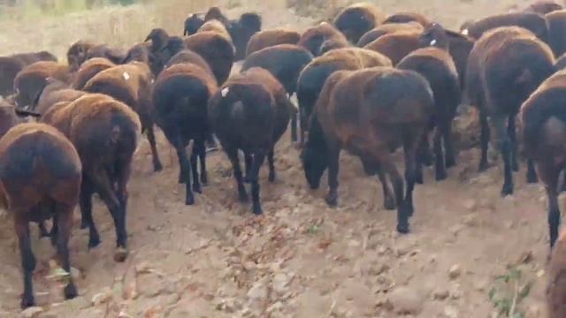 Ҳисори бўғоз қўйлари сотилади. Нархи: 3,500,000 дан. Мурожаат учун: +998946171710