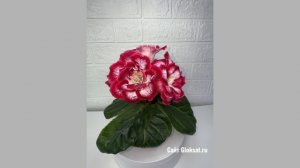 САТ- Краски Лета 🌸🌟🦋