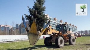Пересадка деревьев крупномеров  в Санкт-Петербурге.