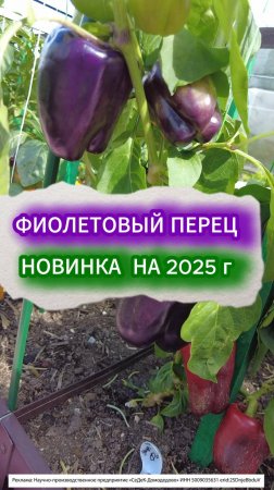 НОВИНКА ! ФИОЛЕТОВЫЙ СЛАДКИЙ ПЕРЕЦ, посев на 2025 год