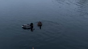 Утки в парке: Наблюдение за природой