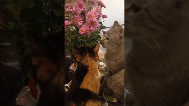 Кошки и осенние цветы смотреть онлайн