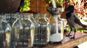 Kənd Həyatı. Sea Buckthorn Harvest & Winter Preservation. Заготовка облепихи.
