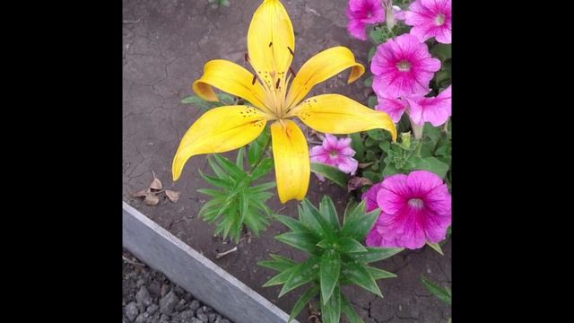 Мои лилии смотреть онлайн