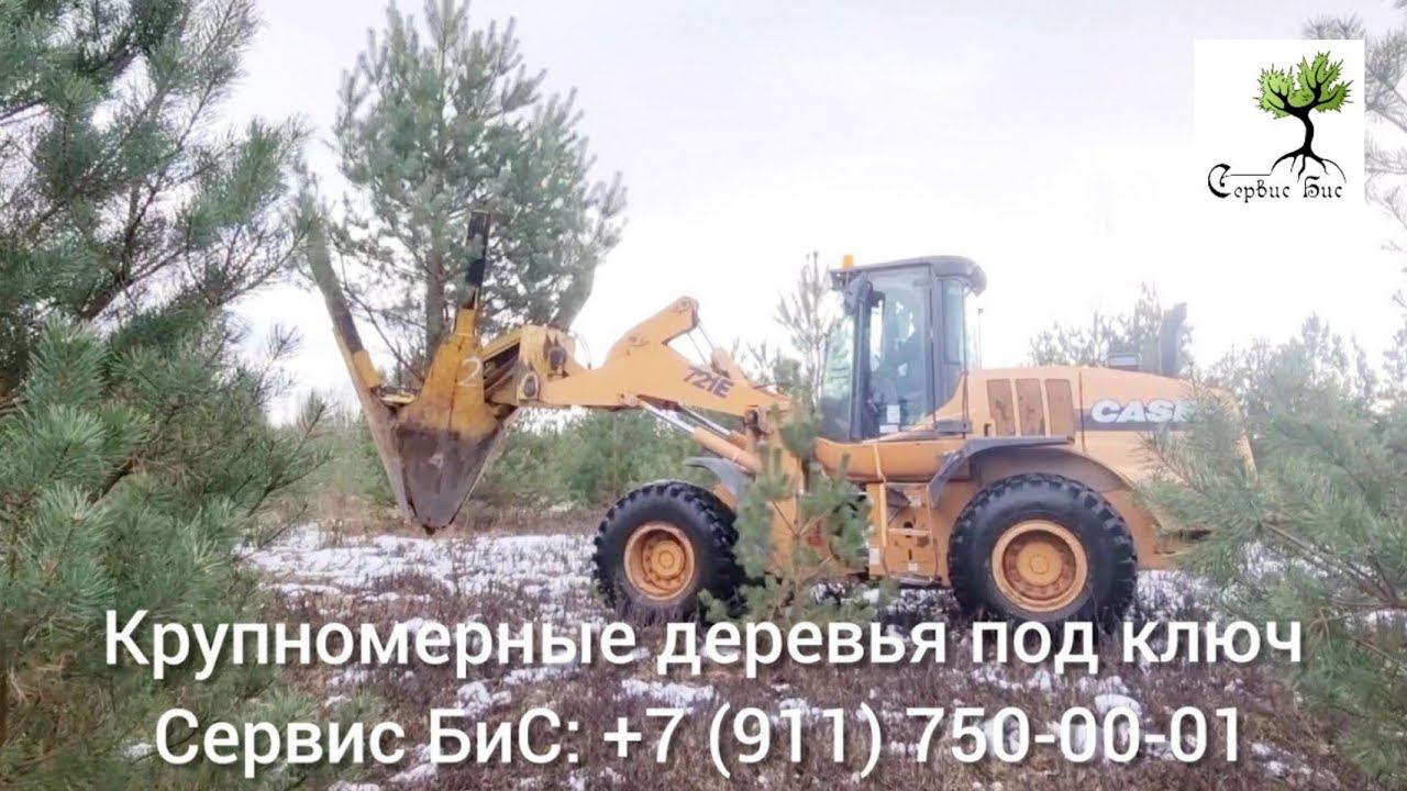 Выкопка деревьев (крупномеров) машиной