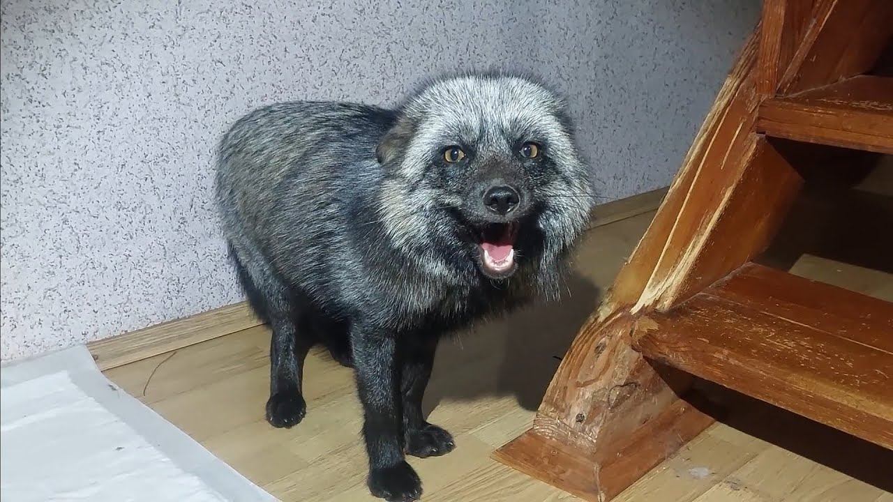 Лиса охраняет игрушку
