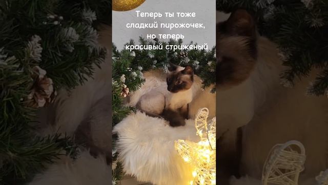 Кот Макс впервые подстригся