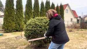 🌲Обрезка и формировка ели обыкновенной в виде шара. 🌳