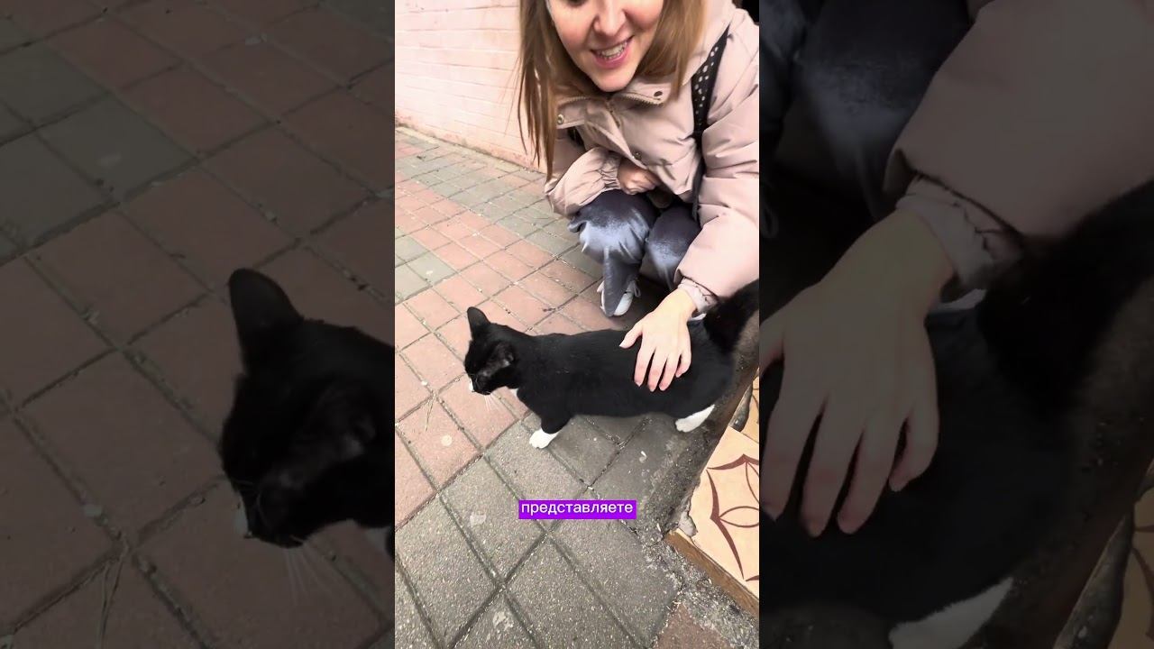 Чудо случилось! Сегодня кошка Сирена дала себя погладить#кошка #кошкасирена #котенок #гладимкошку