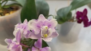 ЗИМНЯЯ ПЕРЕСАДКА для РАЗВИТИЯ ОРХИДЕИ!