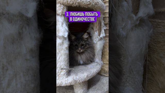 Как понять что ты котик