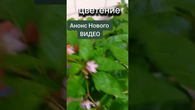 Анонс нового видео. Растим жгучий перец